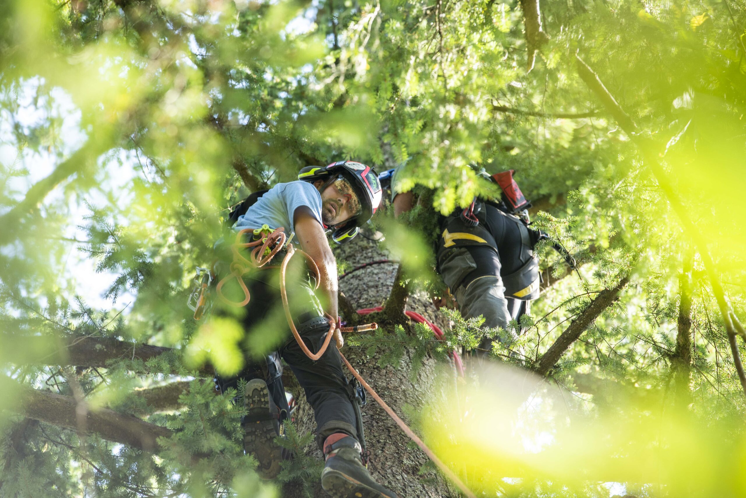 ClearTree Bainbridge, a family-owned tree business, providing expert tree care services on Bainbridge Island.