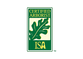 Certified arborist at ClearTree Bainbridge providing expert tree care for healthy and safe trees.