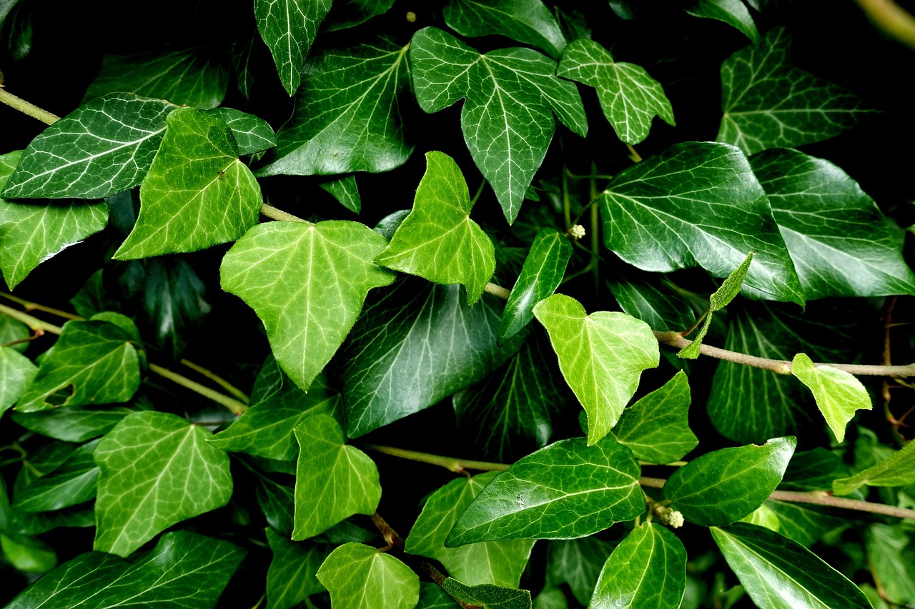 Ivy growing on a tree, showing the potential dangers such as blocking sunlight, damaging bark, and strangling the tree.