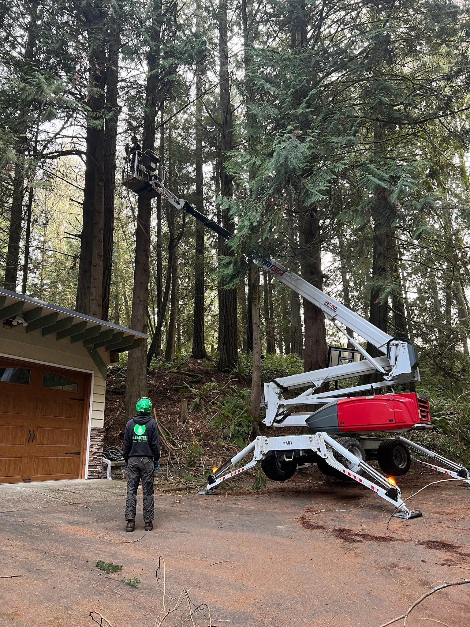 Case Study: Tree Pruning 10 Cedar Trees and Removing 3 Douglas Firs and A Hemlock on Bainbridge Island