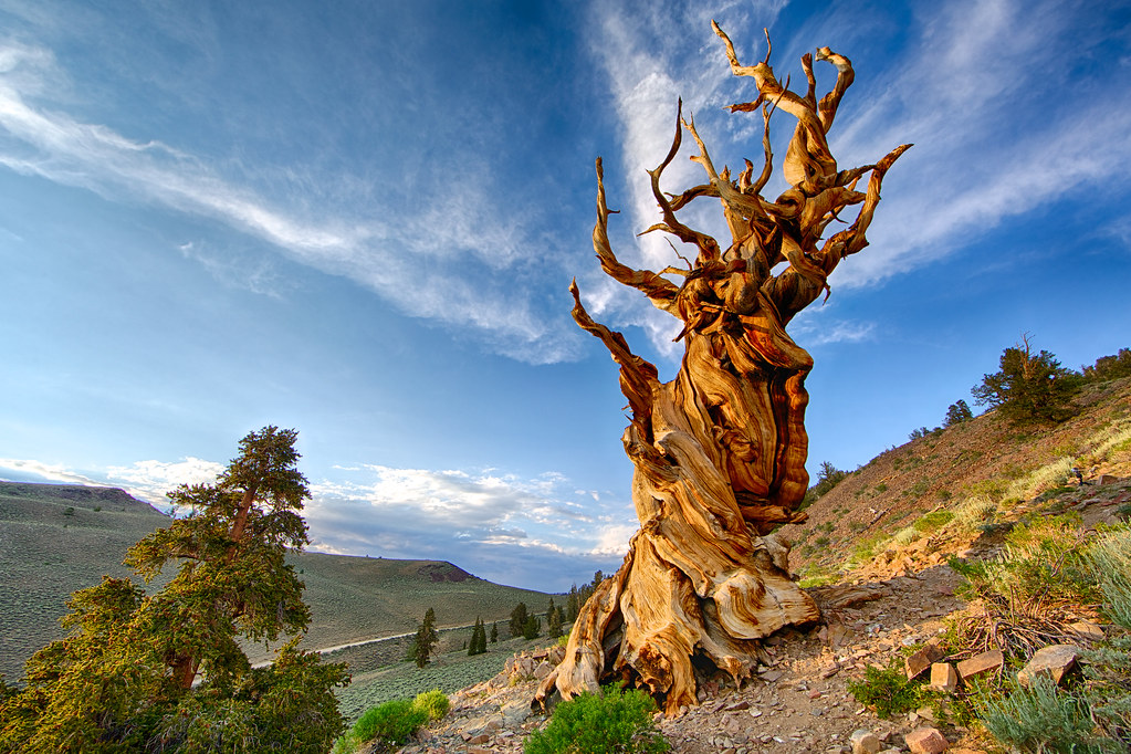 Image of Methuselah, the world's oldest known living tree, a gnarled and twisted bristlecone pine located in the White Mountains of California, standing resilient in a rugged and arid landscape.