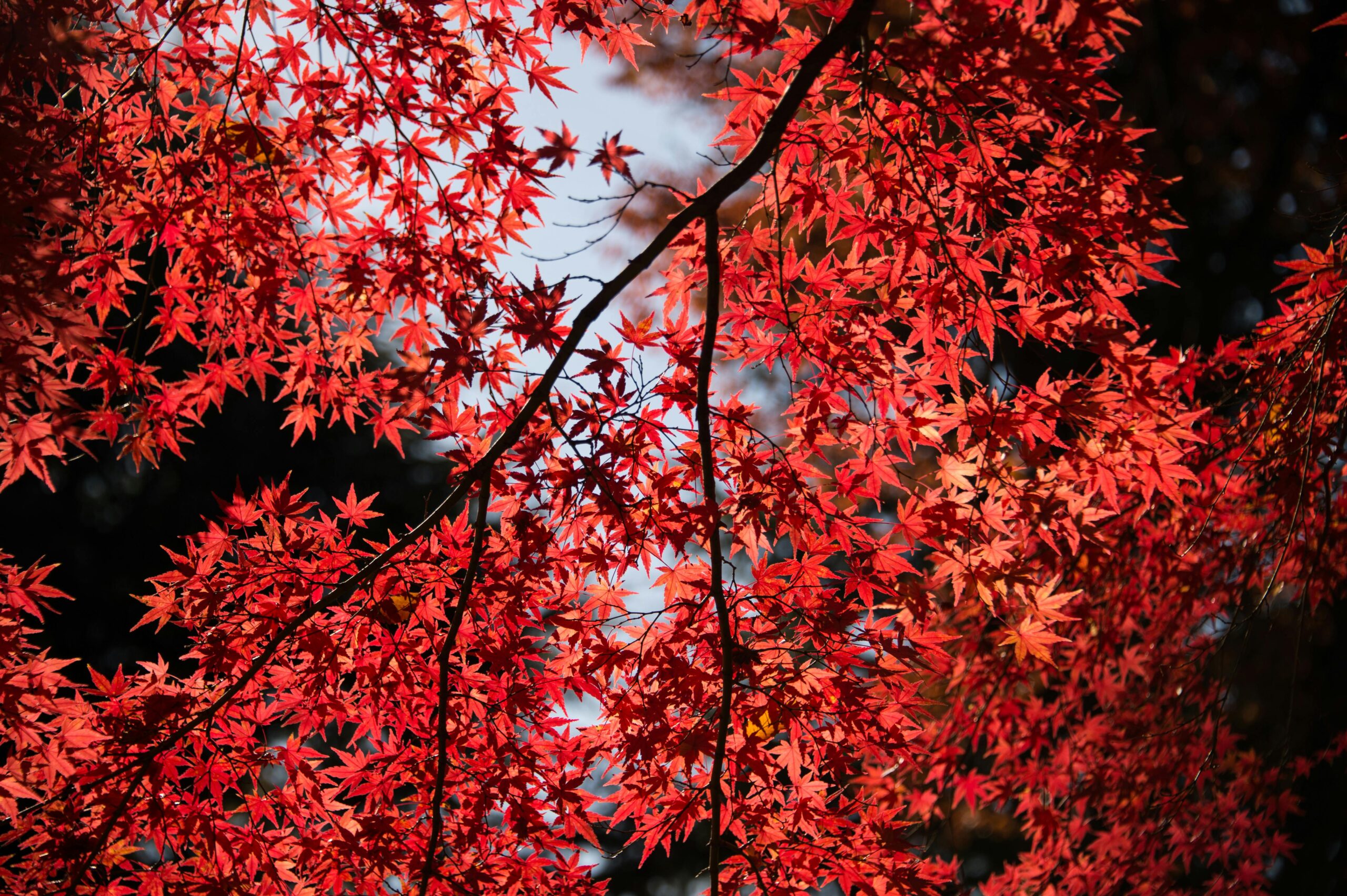 Vibrant Japanese maples with delicate, lacy leaves in a garden setting.