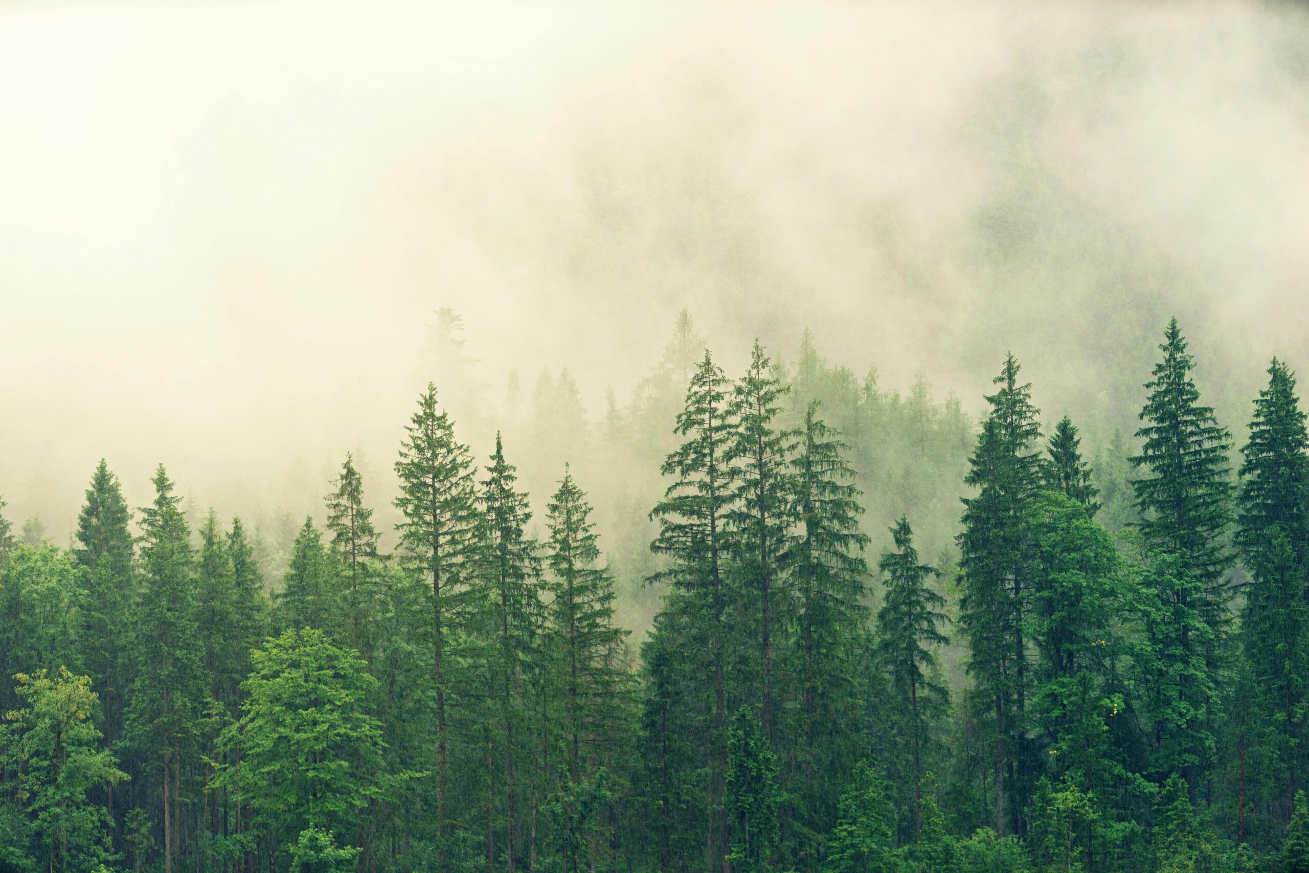 Common trees in Kitsap County: Douglas Firs, Western Red Cedars, Bigleaf Maples, Pacific Madrones, and Red Alders.