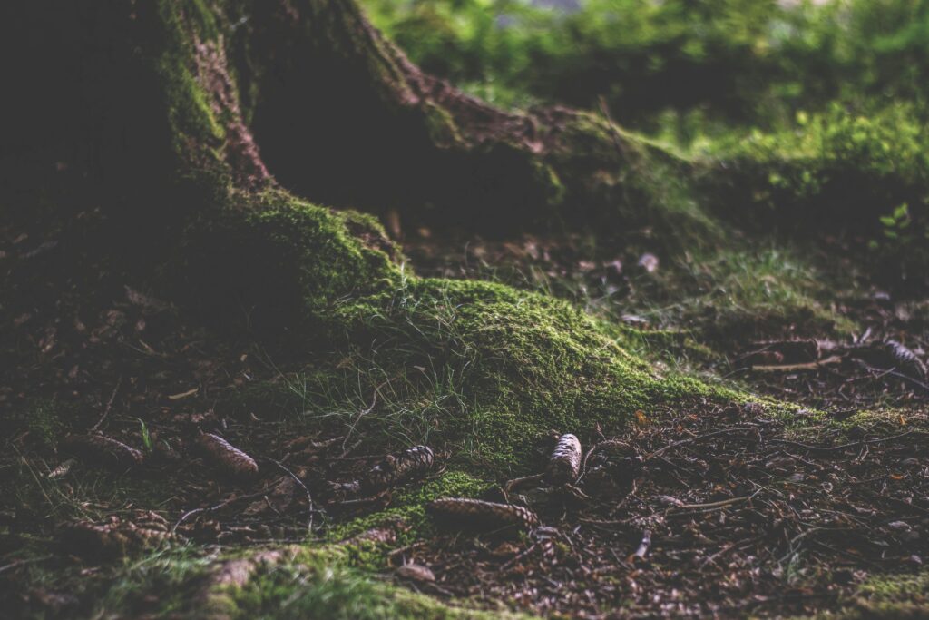 Illustration of talking trees connected by an underground network of roots and fungi.