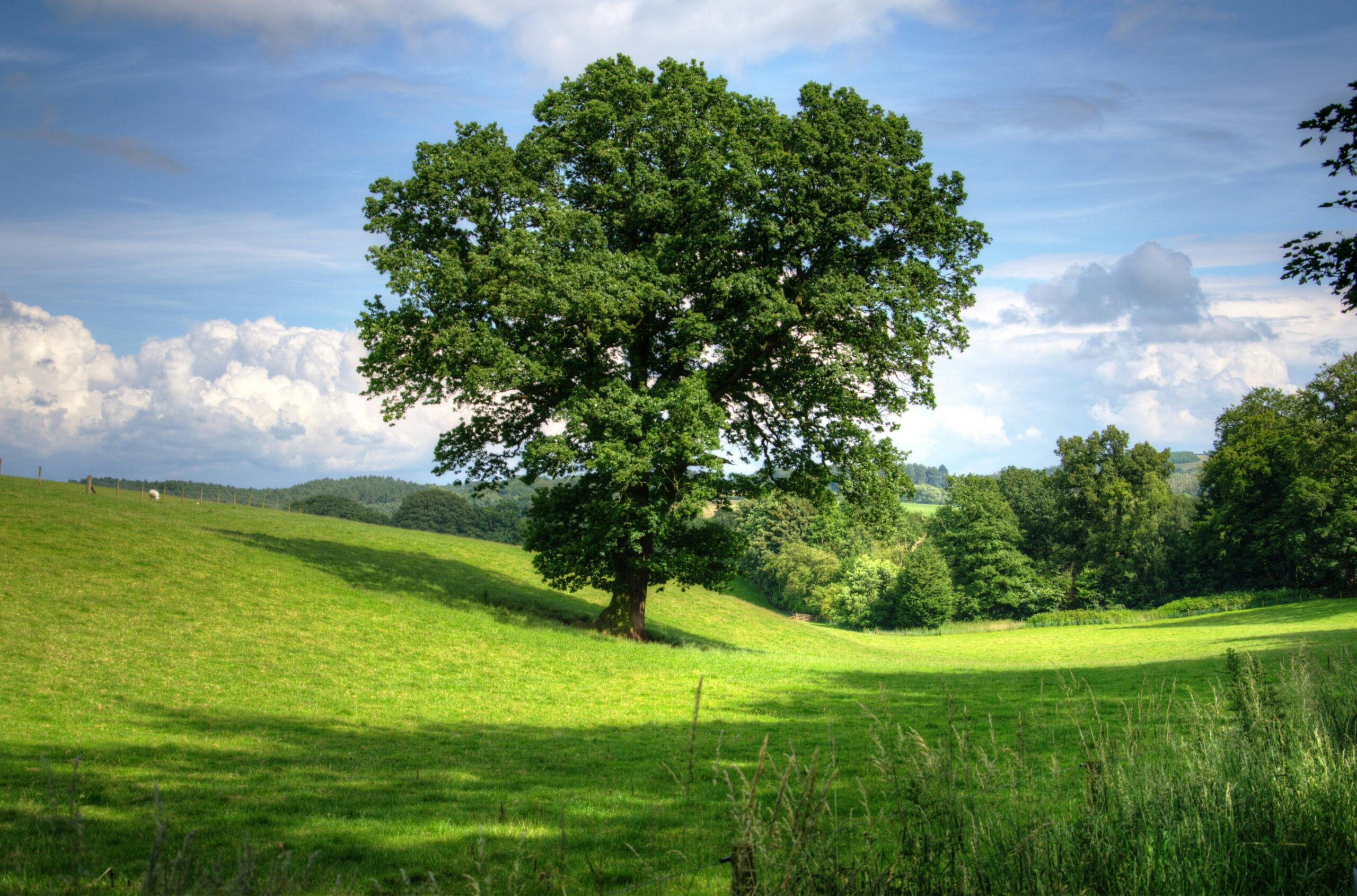 trees are amazing, make sure to treat them with the love and care they deserve