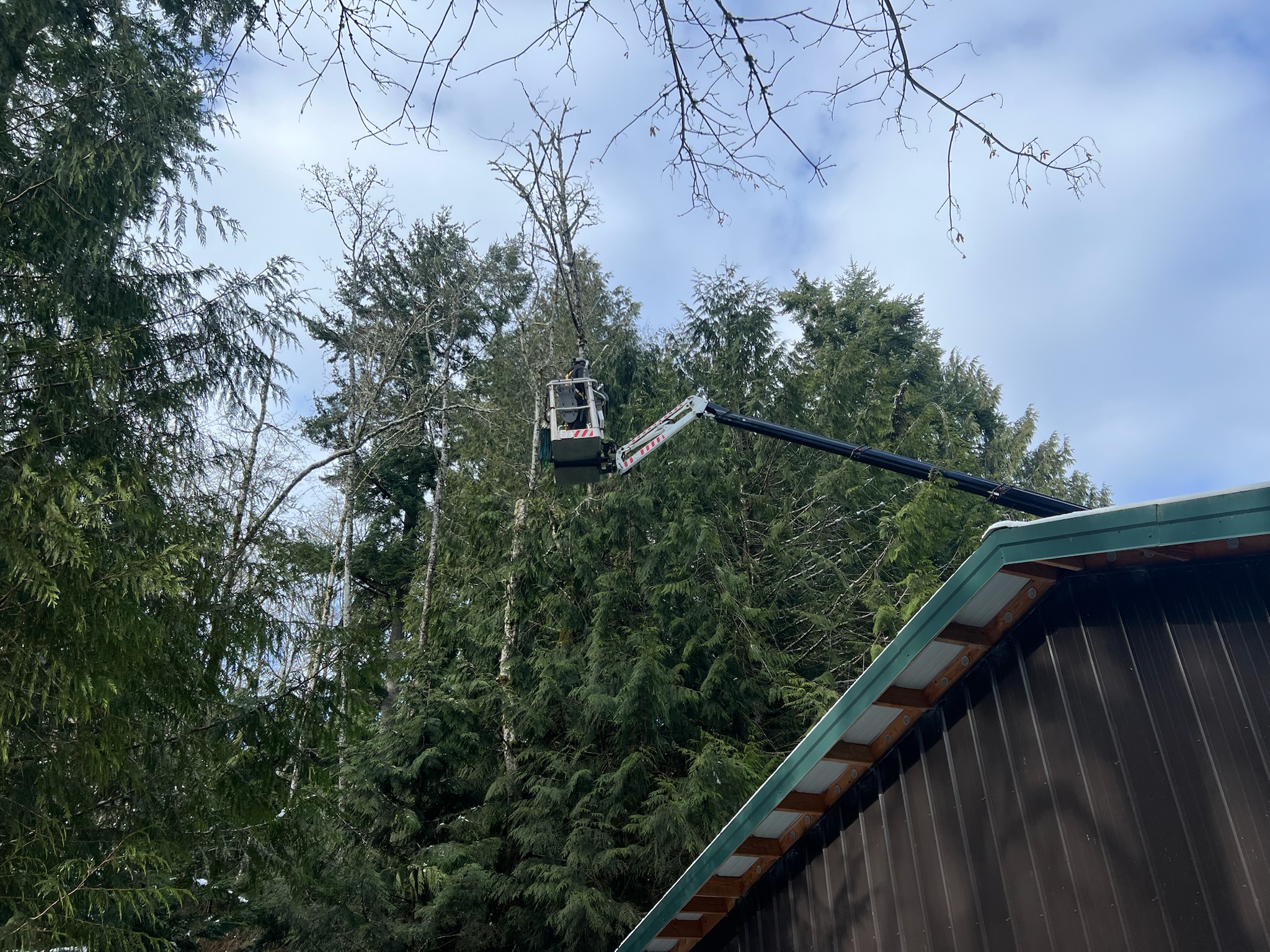 Removing maple for homeowner in Hansville WA