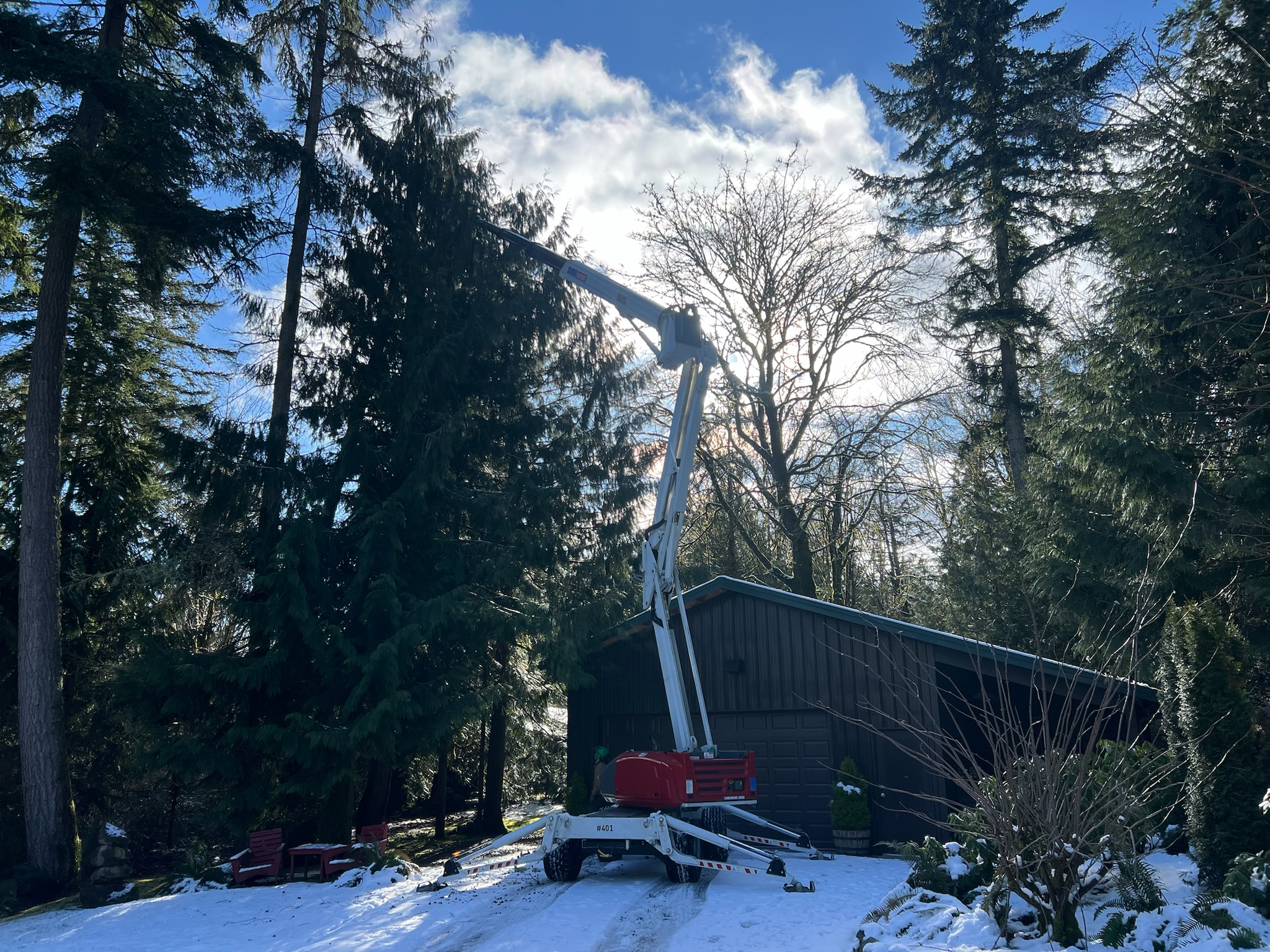 Removing a large maple in Hansville WA