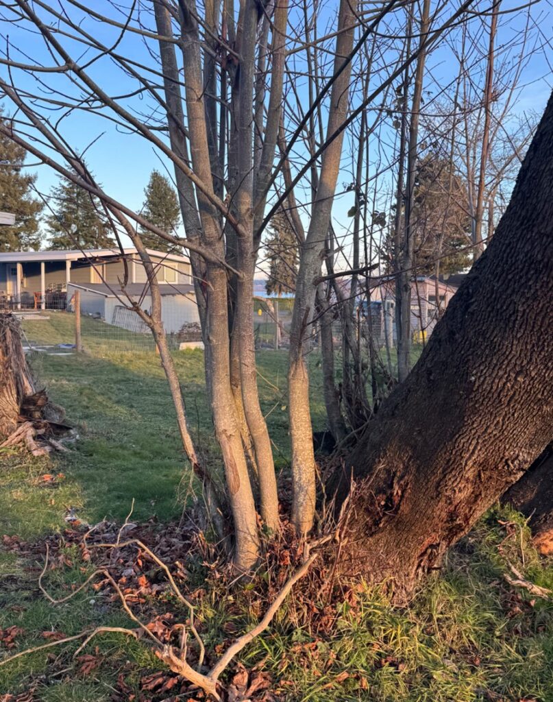 Removing a maple tree in Kingston WA