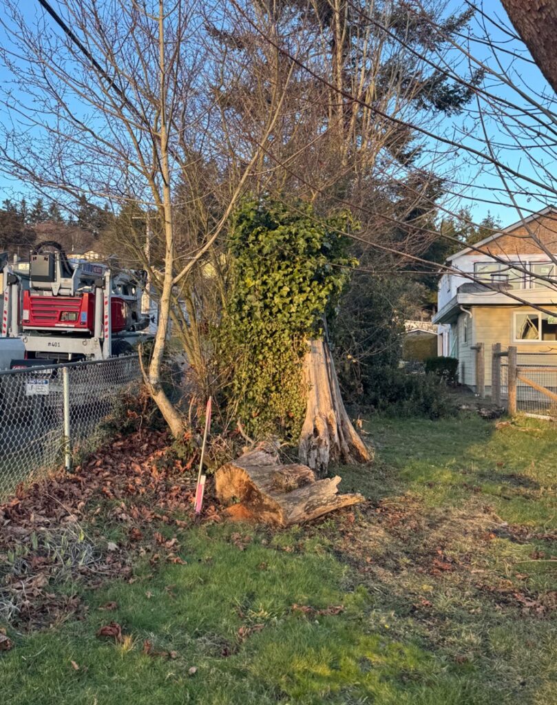 Multiple Tree removals in kingston WA