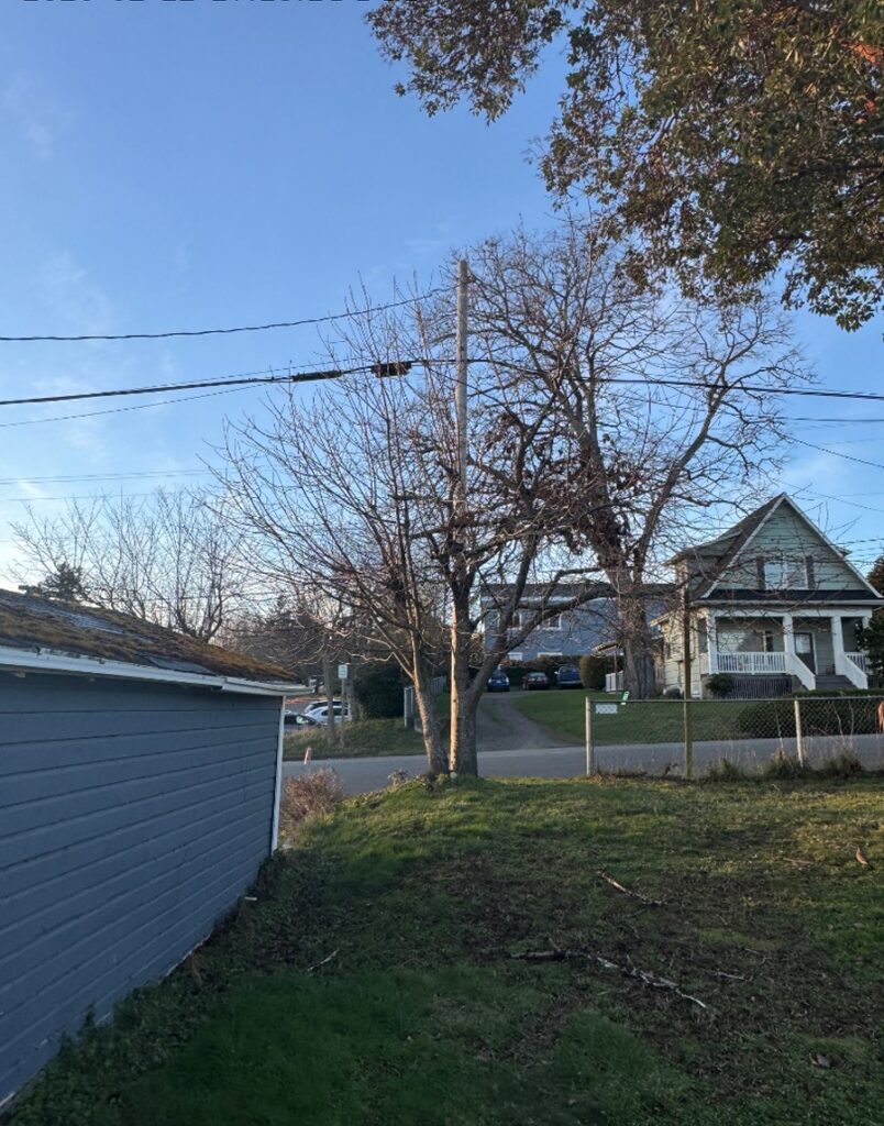 removing a cherry tree in Kingston WA