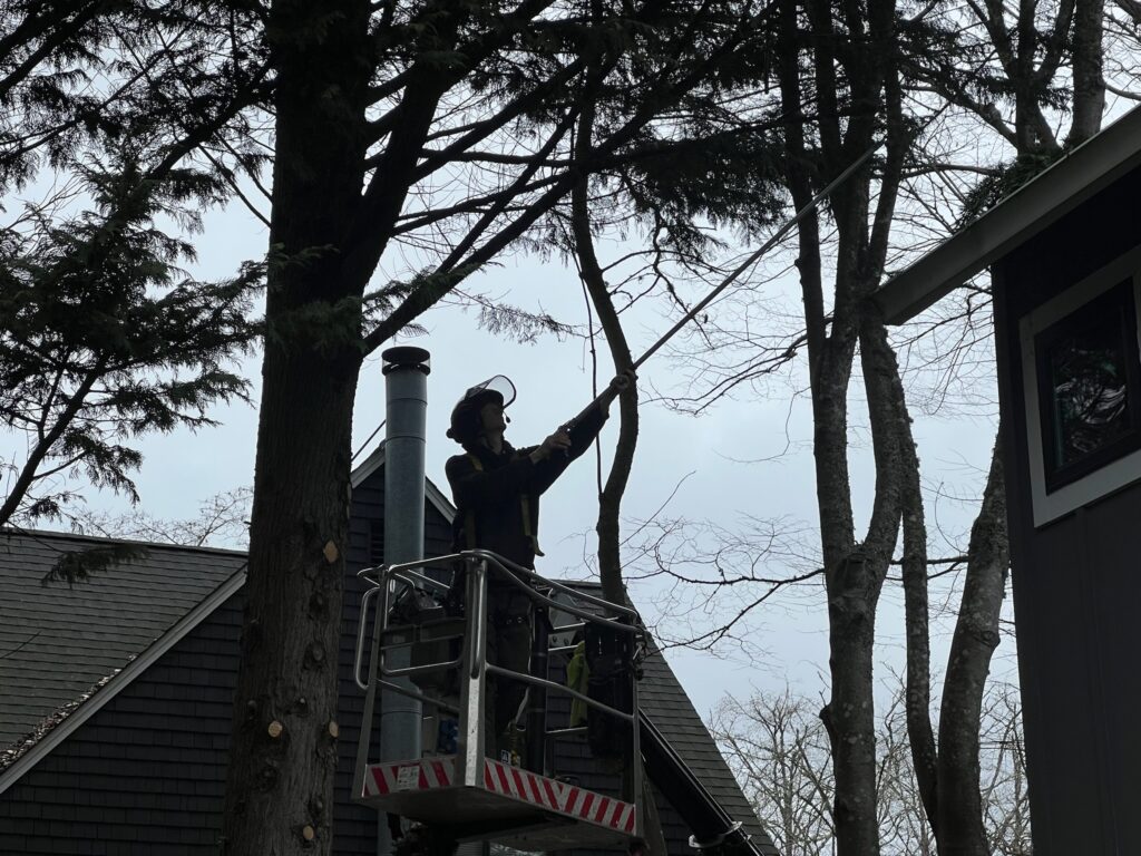 house clearance pruning in Bainbridge Island WA