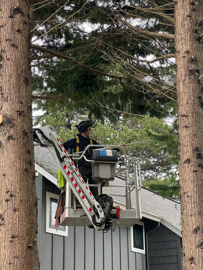 Sam in the Dino Lift doing house clearance pruning for a homeowner in Bainbridge island WA