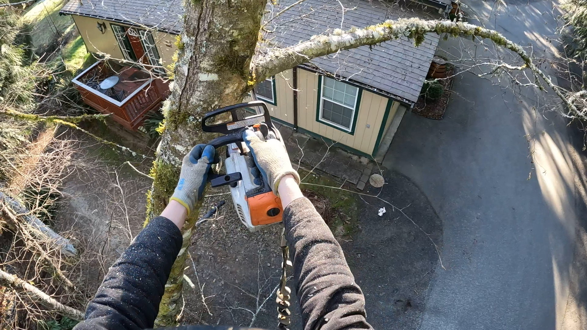 Efficient tree removal in Olalla WA