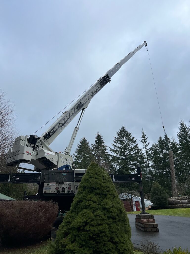 Removing another Douglas fir in Poulsbo WA