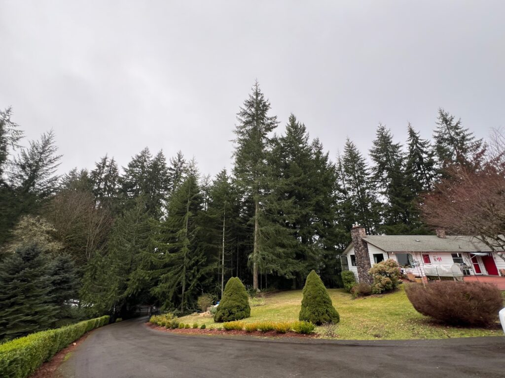 Tree removal in job in poulsbo wa before we did any work