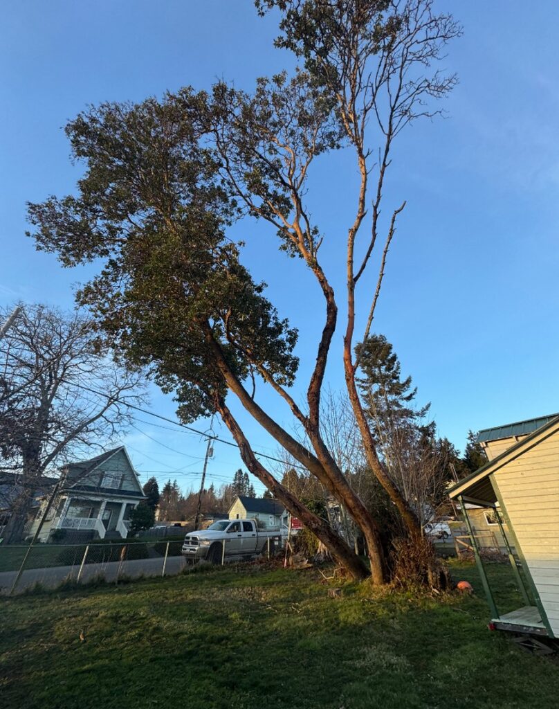 removing a madrona in Kingston, WA