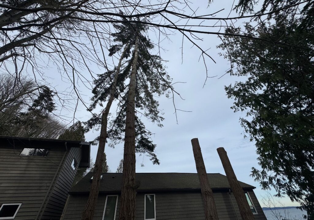 Tree removal in Poulsbo WA