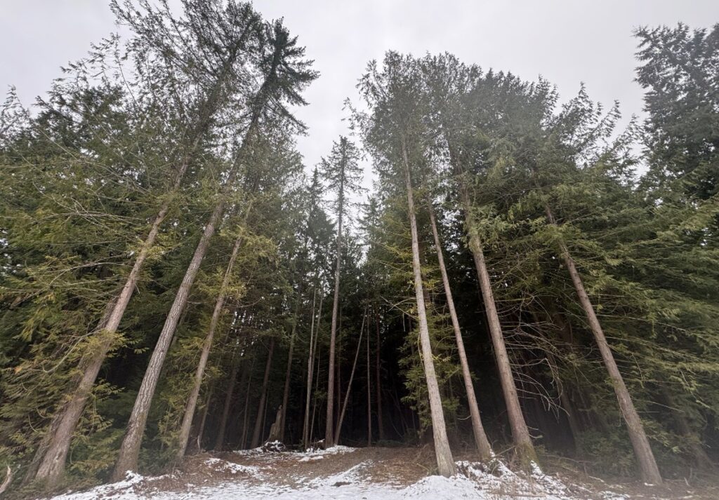 multiple tree removals in Poulsbo WA 