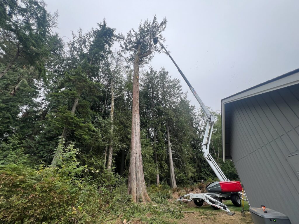 ClearTree using their Dino lift to cut small chunks of the large cedar tree in Kingston WA