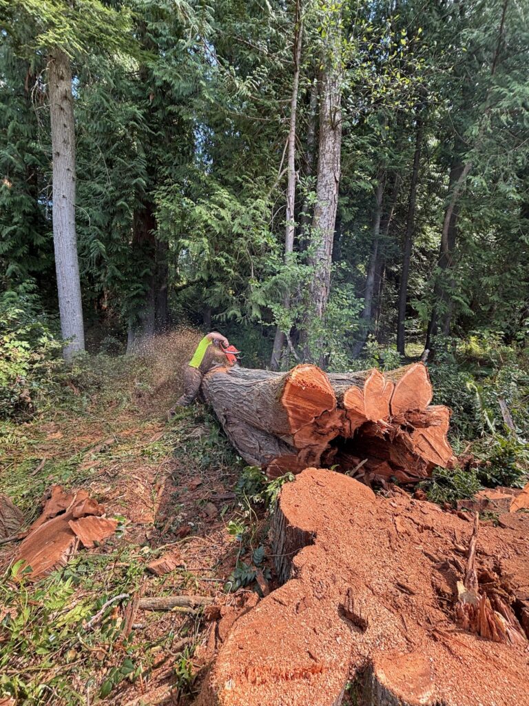 The large cedar tree is removed and is getting cut to make the clean up process easier
