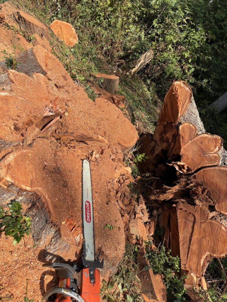 all finished up with the cutting, large cedar tree removal in Kingston WA