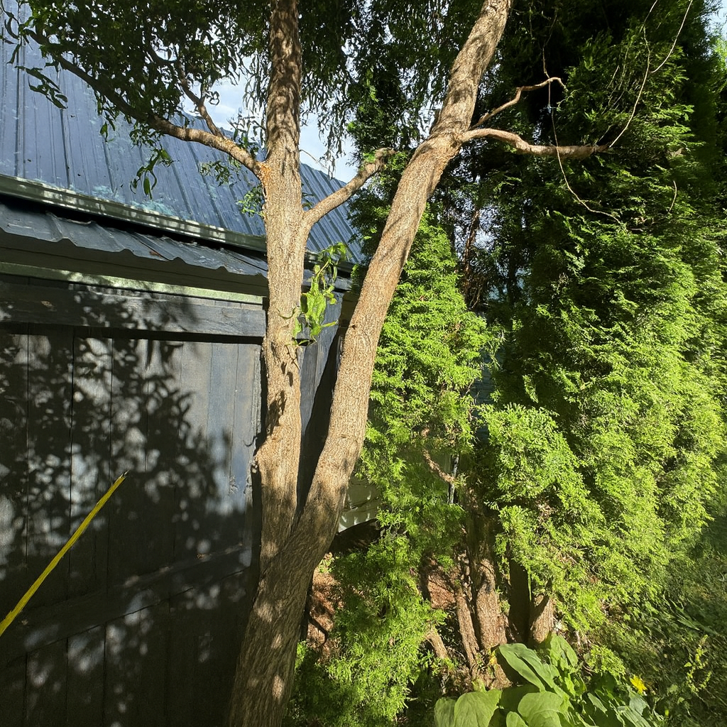 Corckscrew willows that need to bee pruned, located on the property in Kingston, WA.