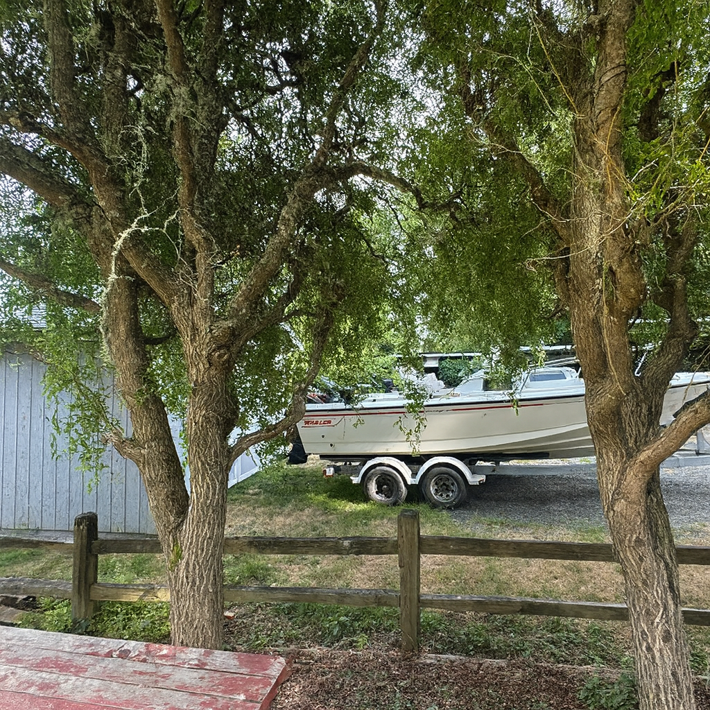 Another corkscrew willow that needs reduction pruning