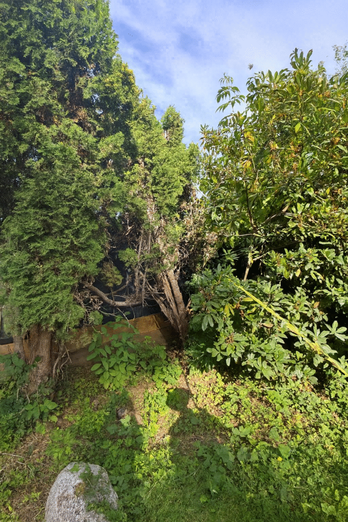 the last corkscrew willow that needs reduction pruning
