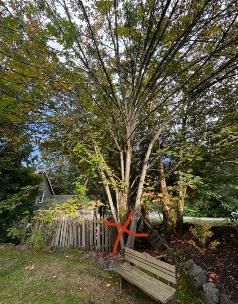 large maple trees that need to be removed on a homeowner's property in Bainbridge Island WA