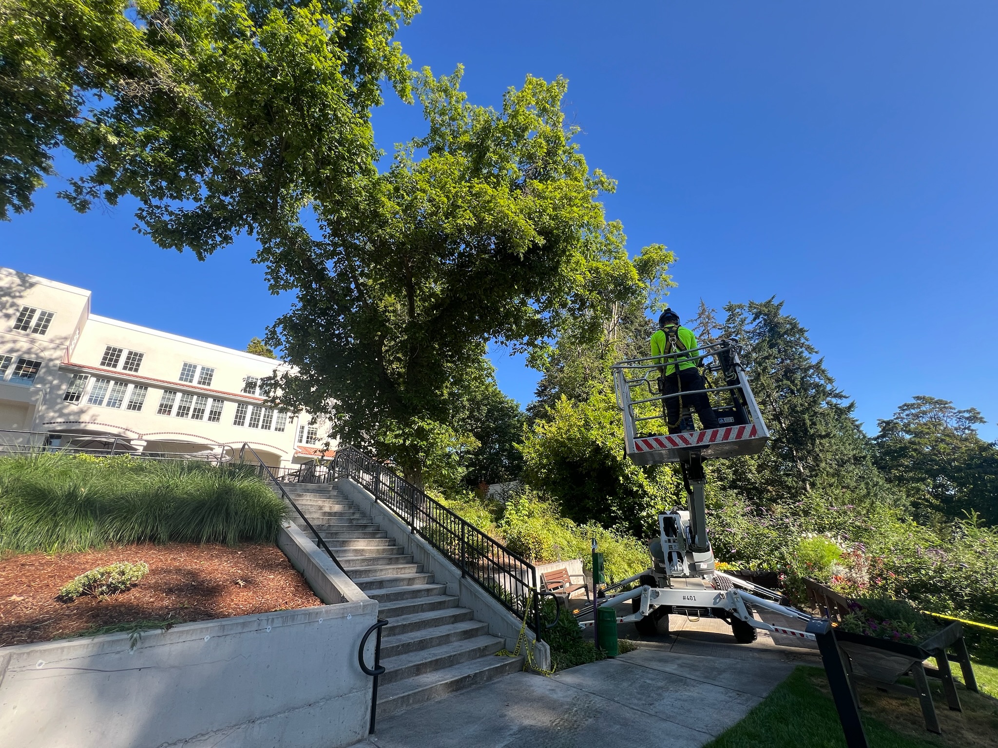 Tree removal and tree maintenance for a senior living home in Bainbridge Island WA