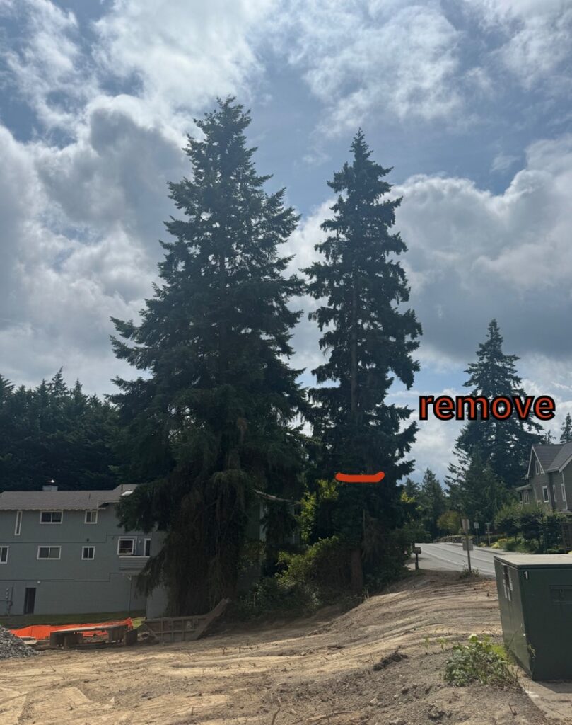 A large Douglas fir that needs to be removed on Bainbridge Island WA for high country contractors in the area