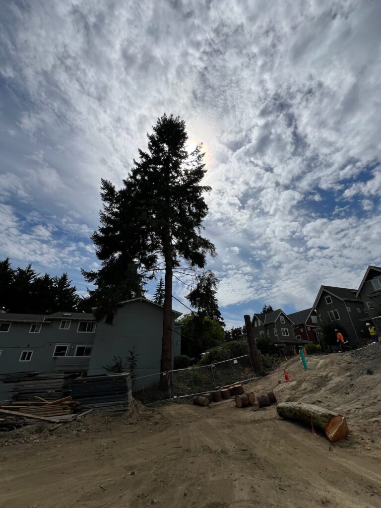 finished the large tree service on Bainbridge Island WA