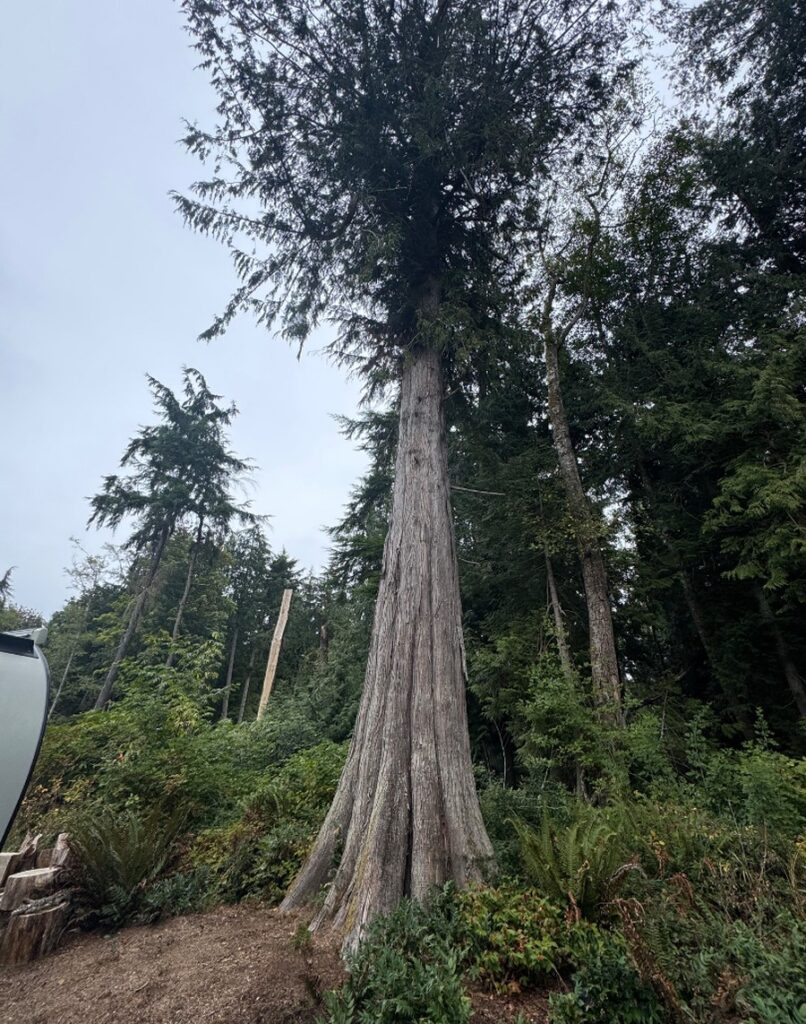 the large cedar tree in Kingston WA that needs to get removed at Apple Tree Point HOA.