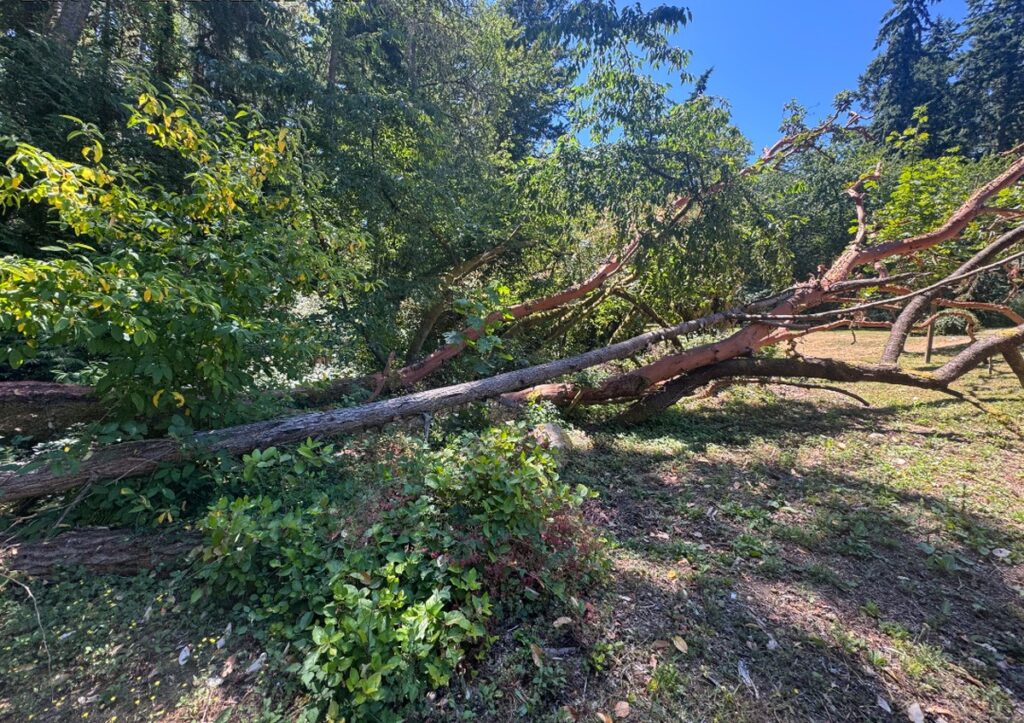 tree removal in Bainbridge island WA that was part of a full tree service day rate