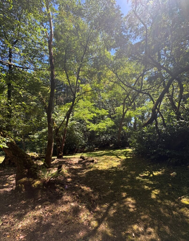 Another tree removal in Bainbridge Island WA that was part of our full tree service day rate 