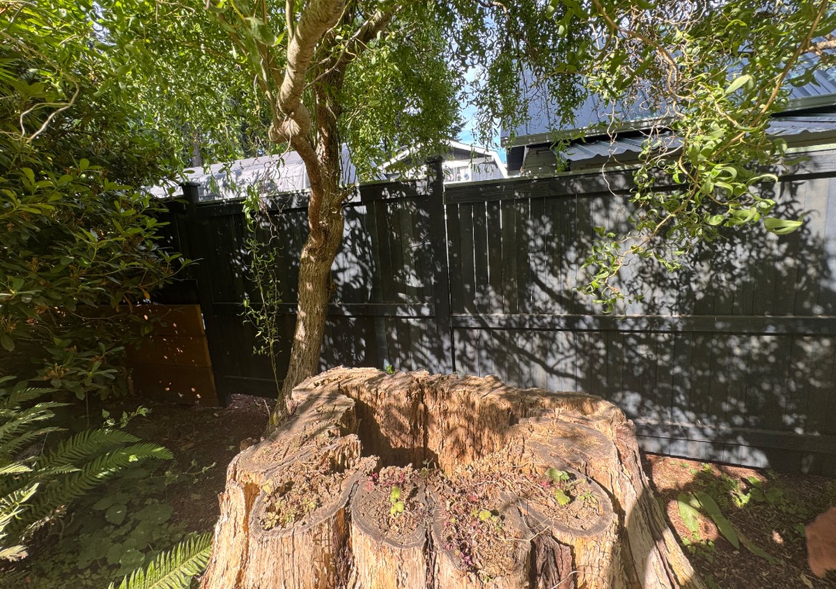 Tree Removal of an arborvitae in Kingston WA by ClearTree